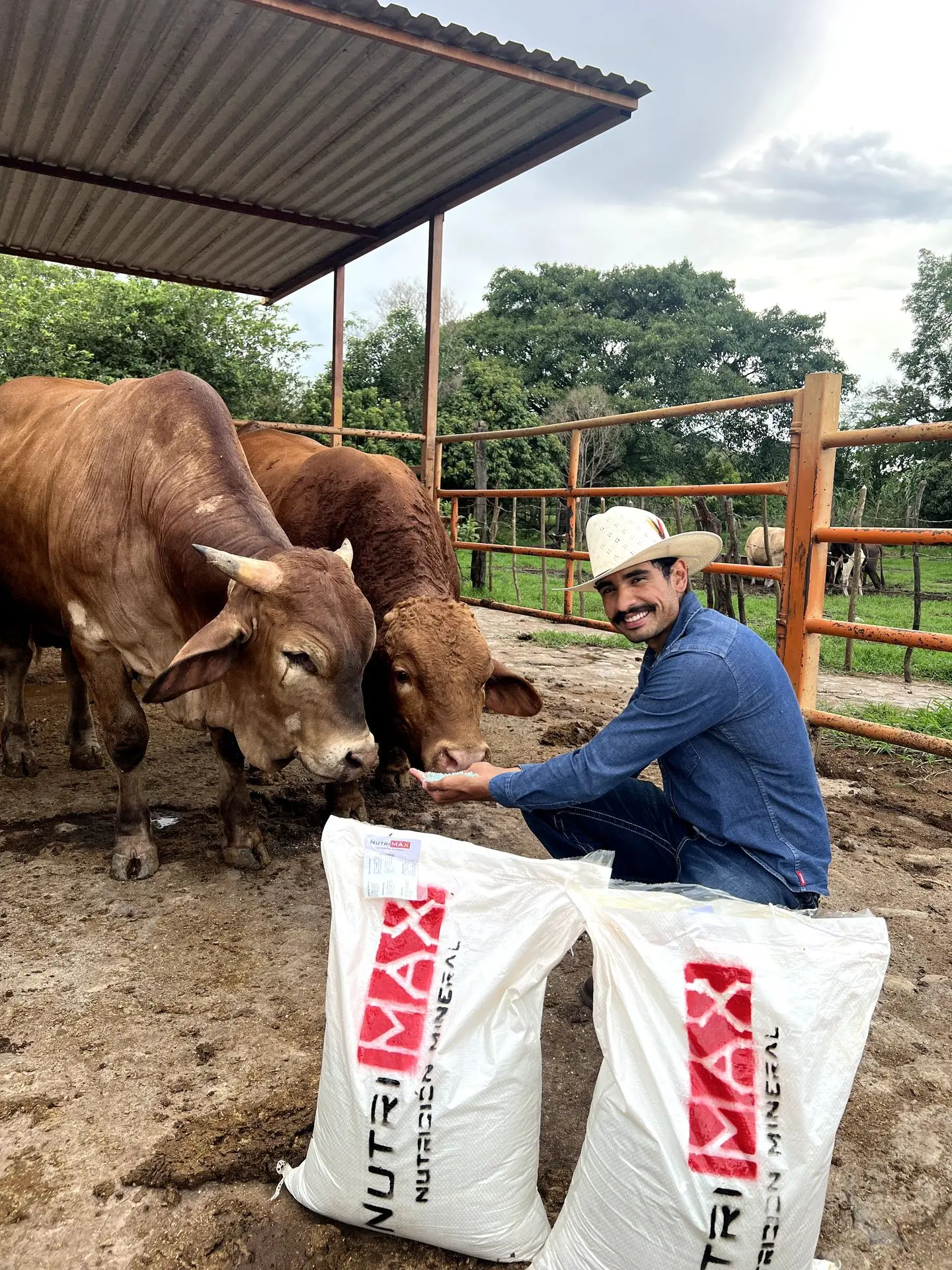 Para ganado de 100 a 150kg