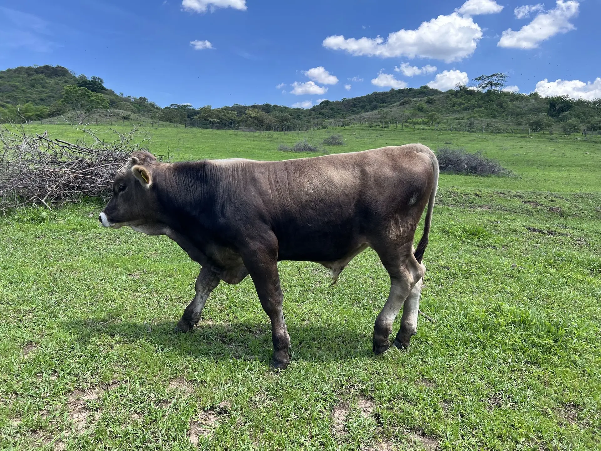 Para ganado de 150 a 200kg