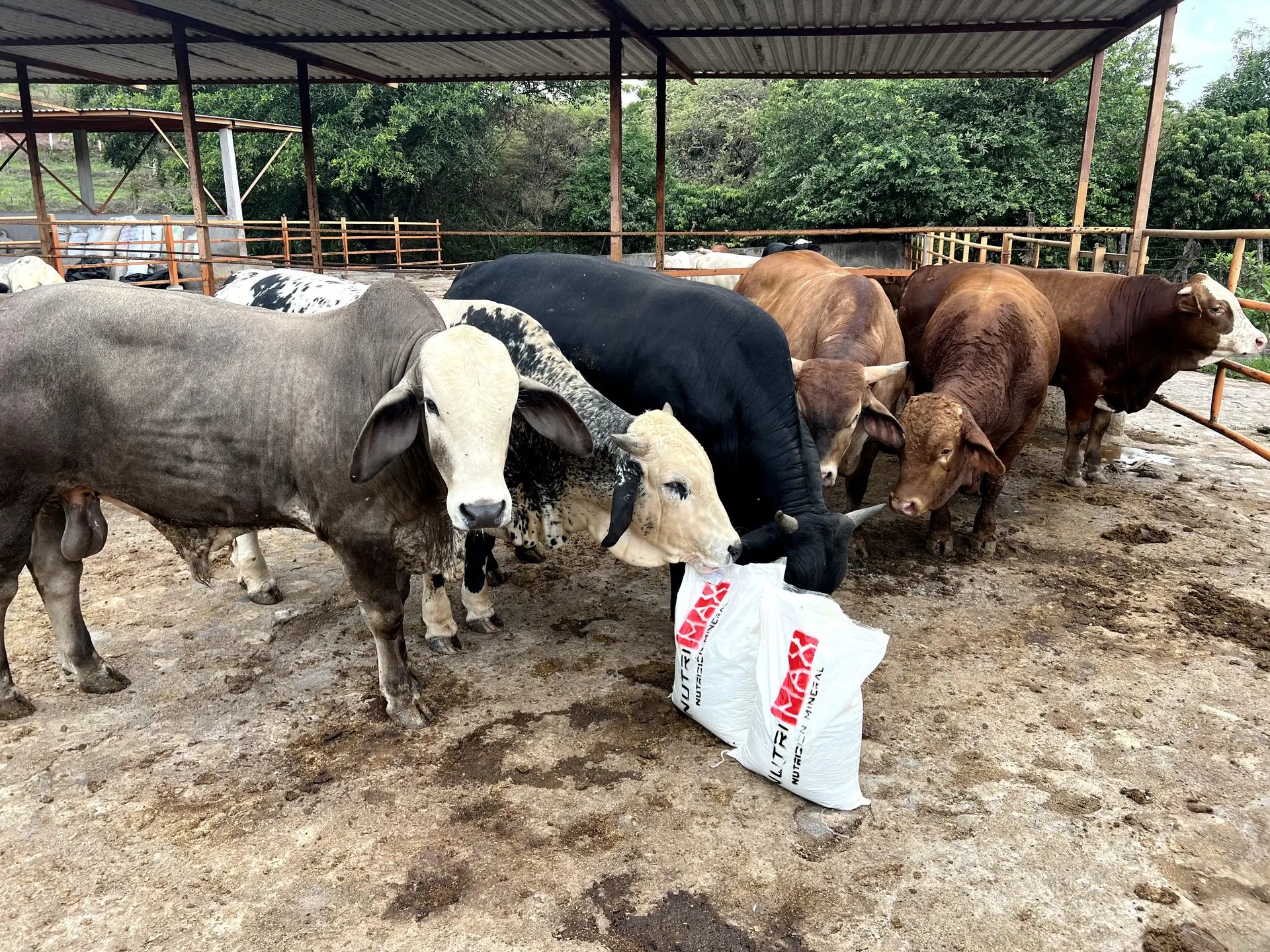 Para ganado de 200 a 450kg