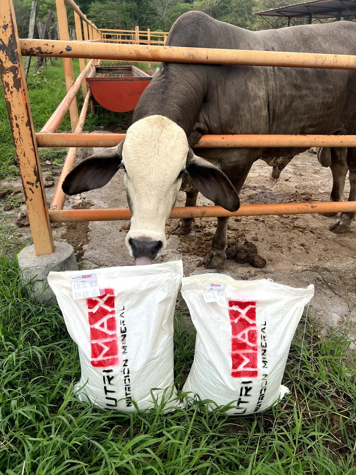 Para ganado de 450 a 600kg