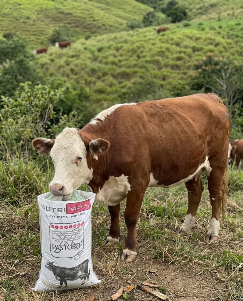 pastoreo.webp