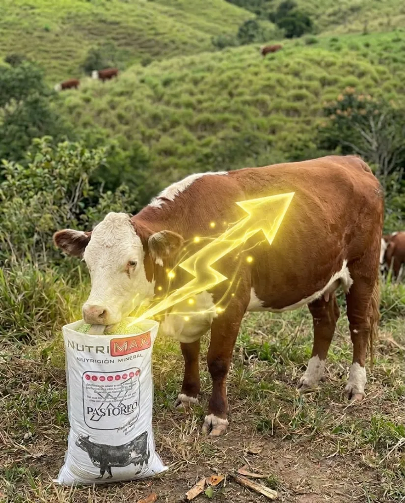 pastoreo_energy.webp